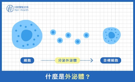 外泌體生髮-什麼是外泌體？-HH醫髮診所